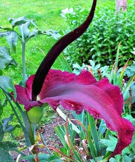 美妙絕倫的奇花獻給最可愛的你