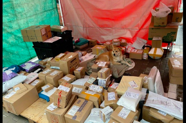 面對主人假期調休，狗趴在那裡愁眉苦臉的：我為什麼要經歷這些？