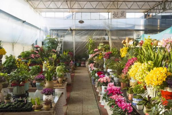 秋冬季節要為花草越冬做好準備了，16條越冬技巧，為它們保駕護航