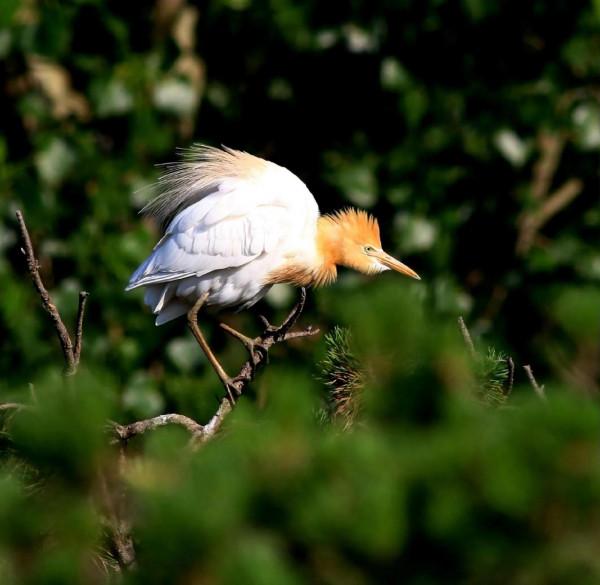 牛背鷺(學名Bubulcusibis) 牛背鷺(學名Bubulcusibis)