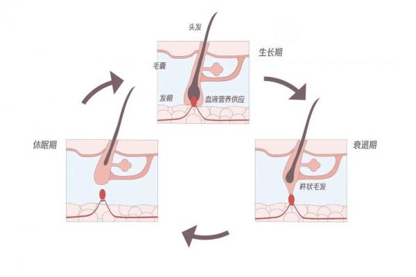 研究發現少白頭可能有機會復黑