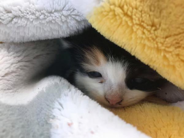 小貓躲在花圃裡發抖，大叔看著可憐便收養了，幾個月後稱撿到寶了