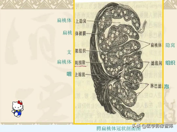 咽喉部解剖最全圖解，值得收藏