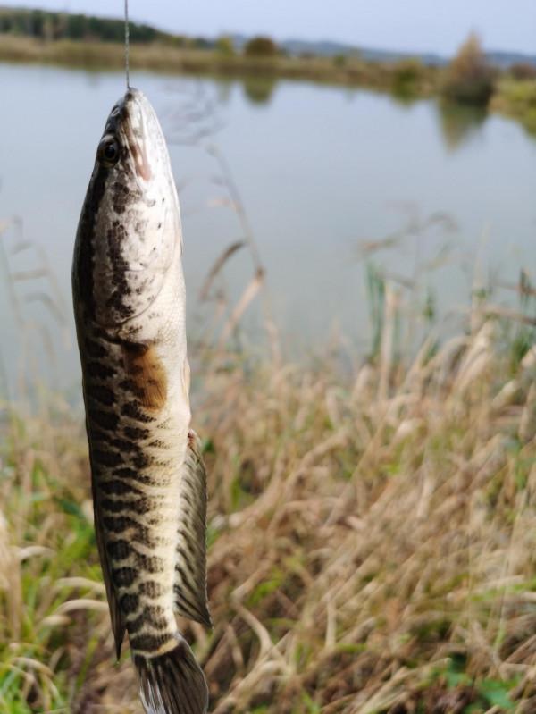 我本來想著搶在洪峰前釣釣魚，沒成想差點沒走出來……