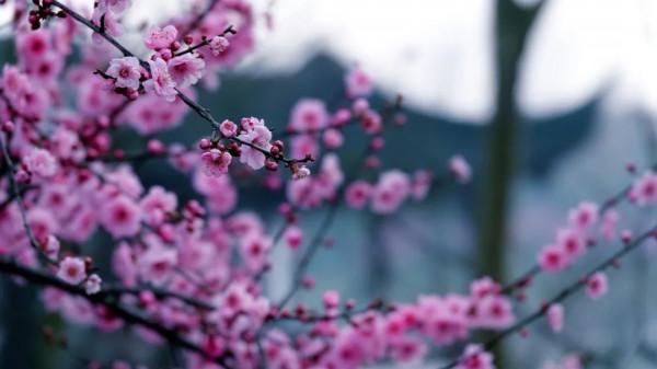 九氣、九局、九品、九悟、九雅