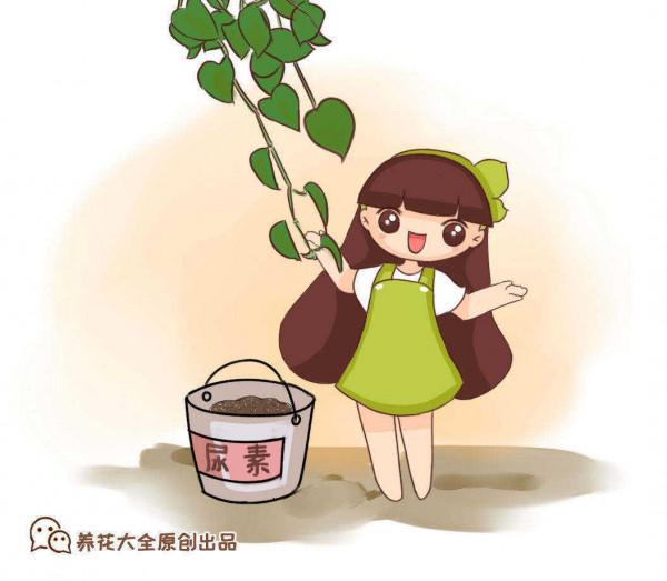 夏日太熱，怕植物旱死？記住這4個妙招