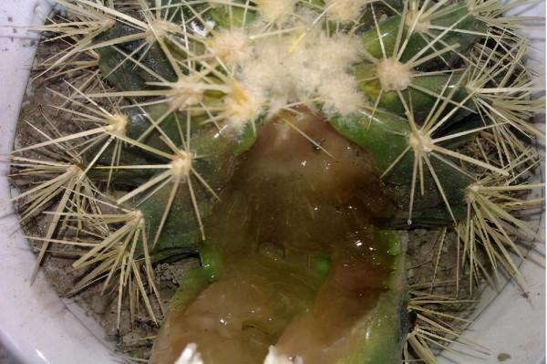 容易因多澆水而死的“18種花”，養不活都是由於手太勤