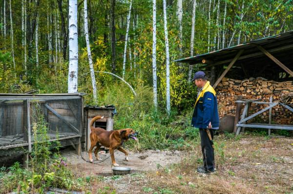一根野山參800元？綁紅繩、供奉山神，長白山挖參人的千古規矩