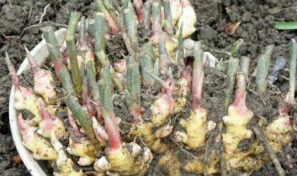 掰幾個姜芽,不出五個月,花盆中也能長出一片小“姜山” 掰幾個姜芽,不出五個月,花盆中也能長出一片小“姜山”