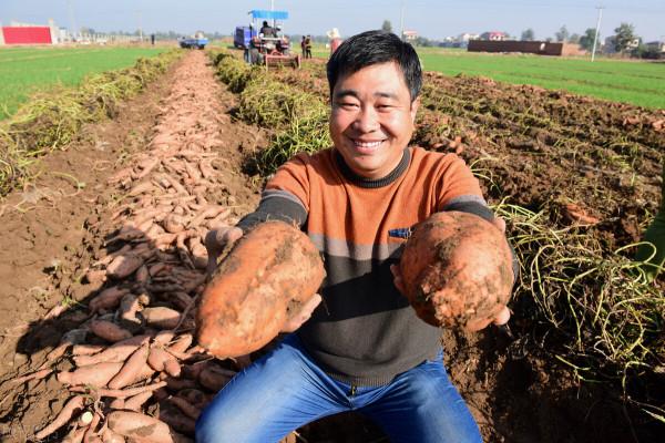 紅薯上“看不見的害蟲”，最長可存活5年，腐爛莖線蟲咋防治？