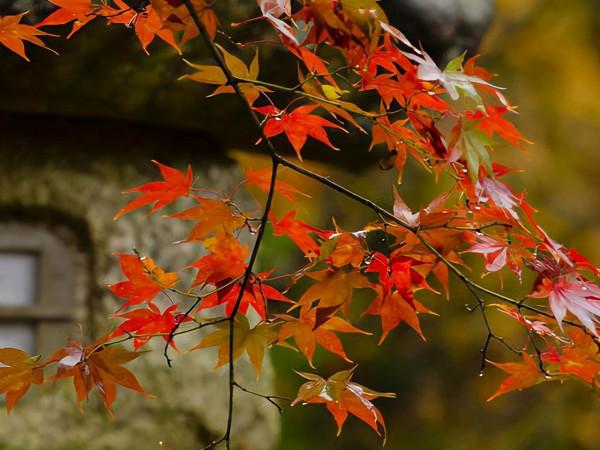 看似很溫柔，實則有野心的星座，他們都特別會隱忍