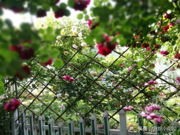 這樣的小院就是我夢想中的花園