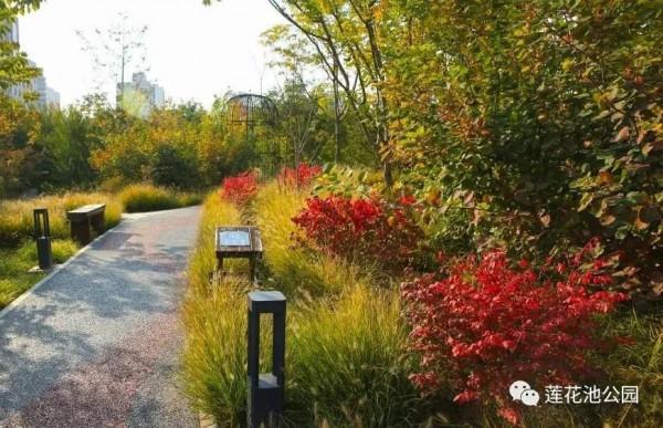 【FENG景】創森動態 | 蓮花池公園多彩的秋天