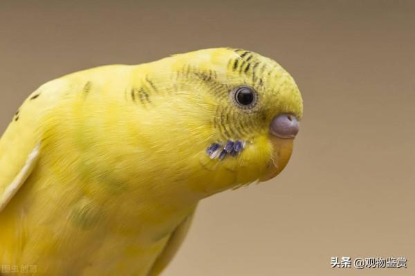 虎皮鸚鵡是非常敏感的,需要更多關注,是否養虎皮鸚鵡一隻活不久 虎皮鸚鵡是非常敏感的,需要更多關注,是否養虎皮鸚鵡一隻活不久