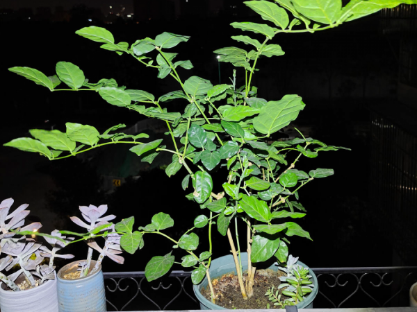 “外甥正月不剃頭”，8種花正月不能剪，還要再忍1個月