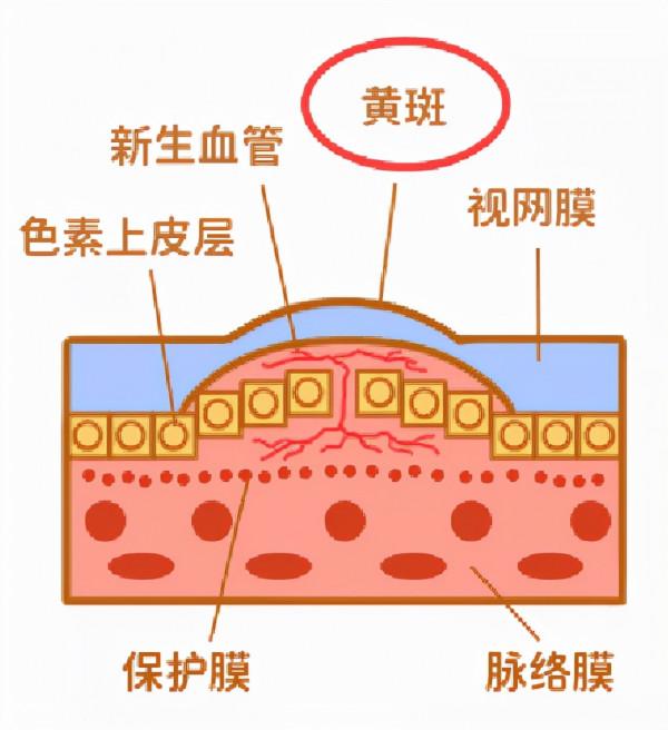 糖友們,收下這份“月餅食用指南”,讓“糖網”離你遠一點 糖友們,收下這份“月餅食用指南”,讓“糖網”離你遠一點