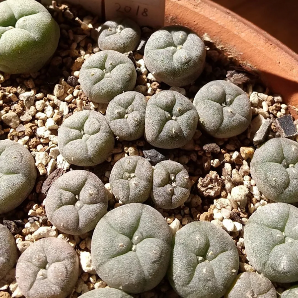 ​大神の多肉｜一起來看看大神家烏羽玉幼苗們半年的成長史