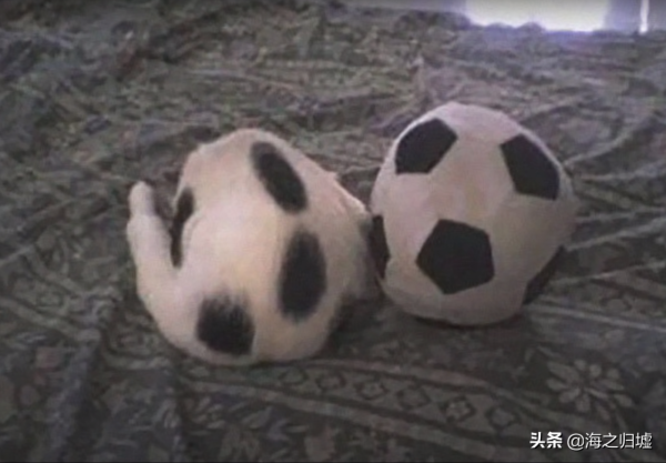 31張“捉迷藏”照片，證明貓咪才是“偽裝大師”，你能找到它嗎？