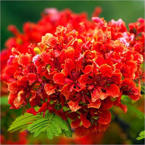 五彩鳳凰花圖片分享