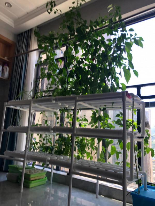 歷時三月,水培辣椒,敗給了亂入的大蒜 歷時三月,水培辣椒,敗給了亂入的大蒜