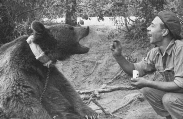 除了警犬，你知道棕熊和貓，也曾是戰場上的一員嗎？