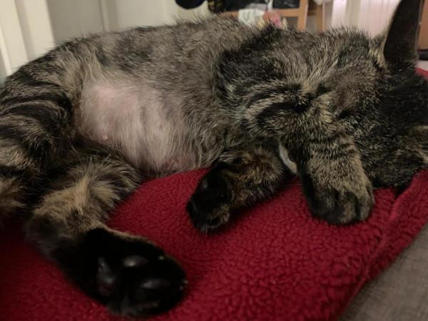 我家收編的正規喵（mimi姐）