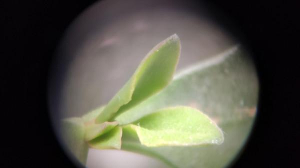 可遠可近雙焦設計，鏡片鍍膜成像清晰，星特朗近焦望遠鏡體驗