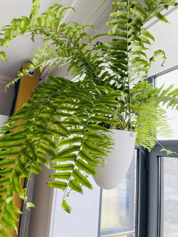 大葉子耐陰花，室內一定養，葉子比臉大，真涼快