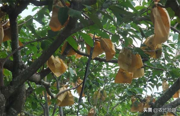 8年前一斤50元，很多果農投入，如今跌到12元，靠中秋走量