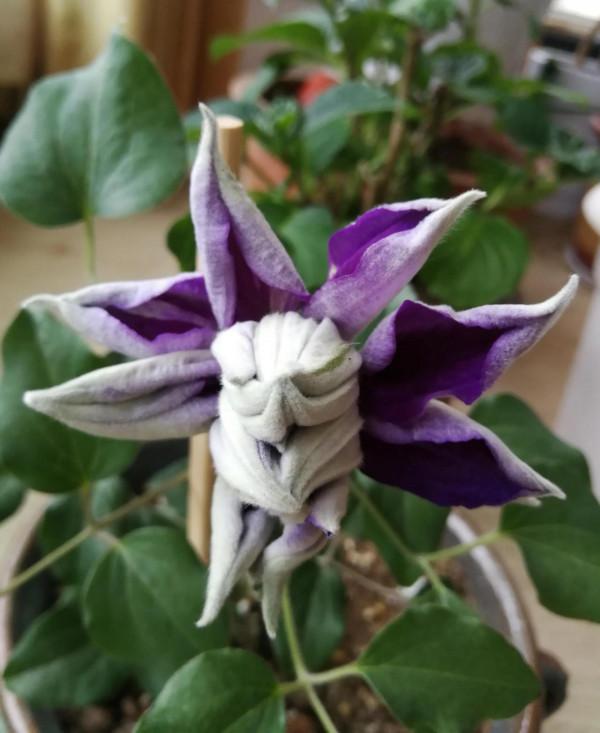 新手養鐵線蓮兩年手記