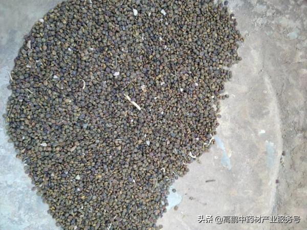 高鵬說藥材:近期有種植前景的藥材品種 高鵬說藥材:近期有種植前景的藥材品種