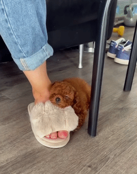 我養的不是狗,是隻502膠水 我養的不是狗,是隻502膠水