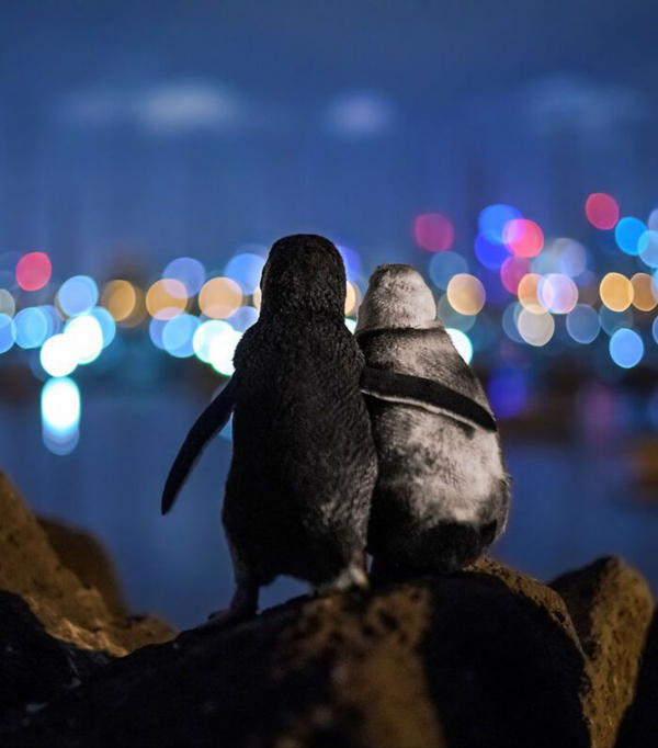 澳洲走地雞?實則是藍色微型企鵝,霓虹下相依背影成就攝影類大獎 澳洲走地雞?實則是藍色微型企鵝,霓虹下相依背影成就攝影類大獎