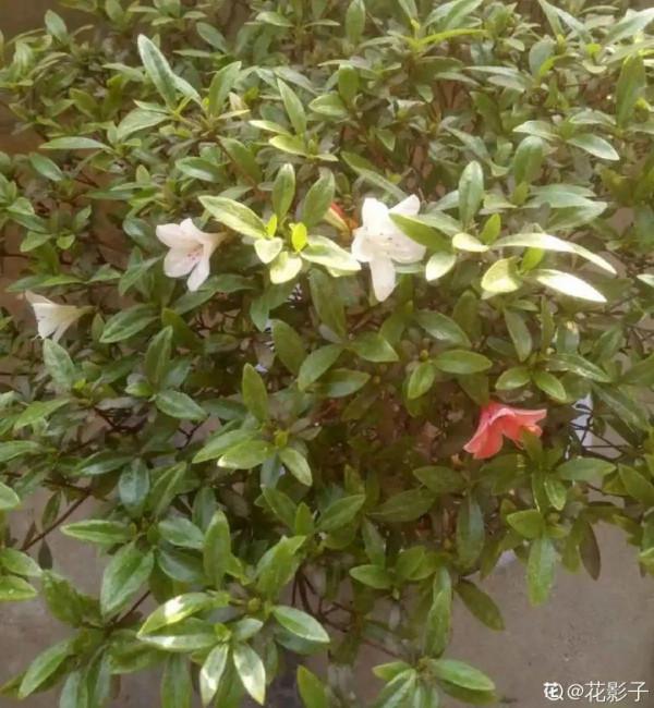 黃葉、落葉、爛根…夏天的杜鵑,太難養了 黃葉、落葉、爛根…夏天的杜鵑,太難養了