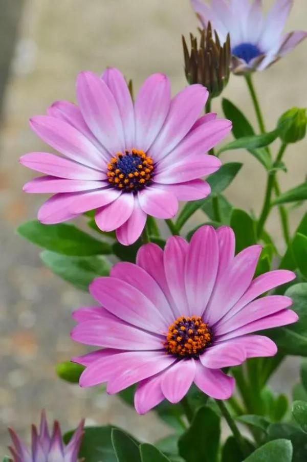 分享：花開並蹄，開得如此燦爛唯美，奇觀美景，令人陶醉