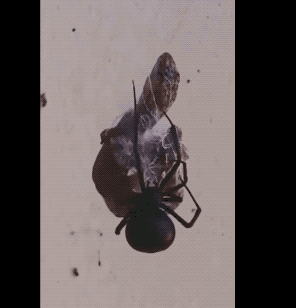 35張罕見的照片，鷹與2只烏鴉2只喜鵲“打群架”，喜鵲與烏鴉一夥