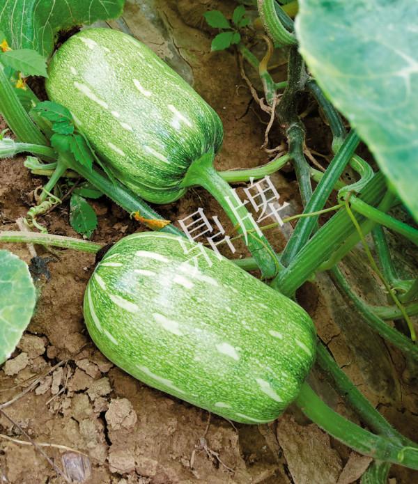 農村有田，可以種植這些作物獲得高收益