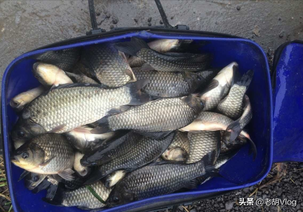 冬釣時碰到了這兩種天氣，大板鯽超級多，錯過就是遺憾