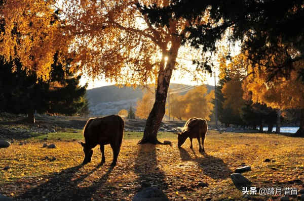 中秋遊新疆 | 在9月的可可托海,做了一場不願醒來的夢 中秋遊新疆 | 在9月的可可托海,做了一場不願醒來的夢
