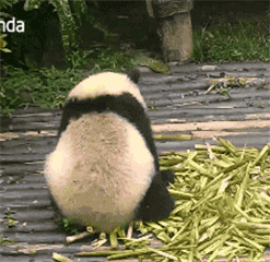 可愛又呆萌的國寶熊貓誰不喜歡