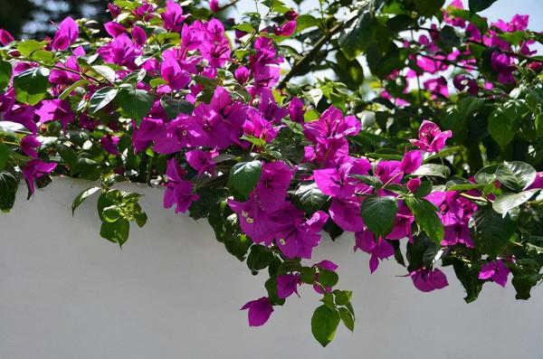 花園植物小百科 | 你的花園到底適合種什麼植物？對症下藥是關鍵