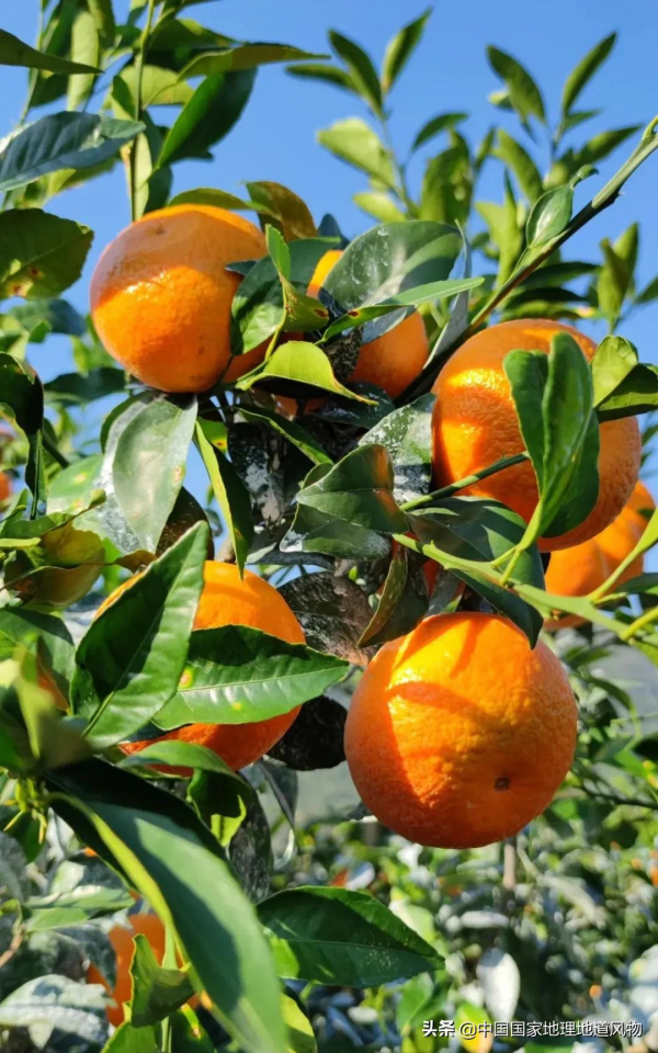 557億斤！5個第一！3個第二！水果大省廣西，到底有多“豪”？