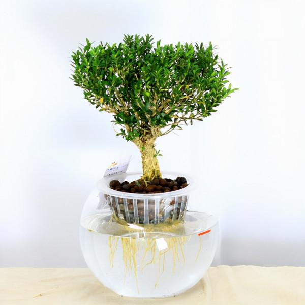 黃楊木盆景——花友們的心頭寶