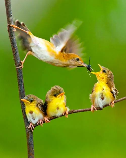 不同種類的“鳥媽媽”有一樣的愛