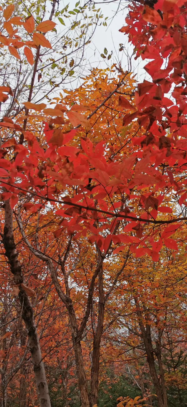 讀李白《登金陵鳳凰臺》