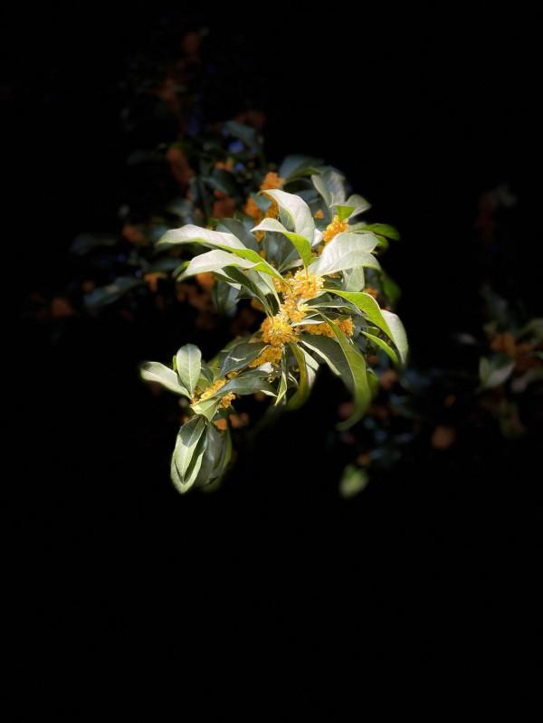 滬上花香，最美的秋