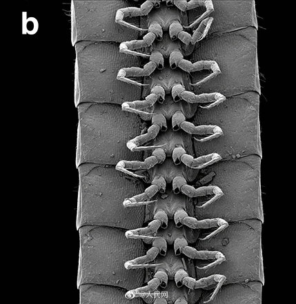 科學家首次發現真正的千足蟲 科學家首次發現真正的千足蟲