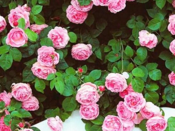 行動力不強，卻很有目標的星座，通往成功的道路上，一步一個腳印