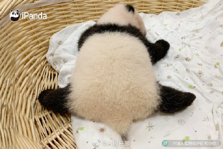 現實版熊貓胖墩墩