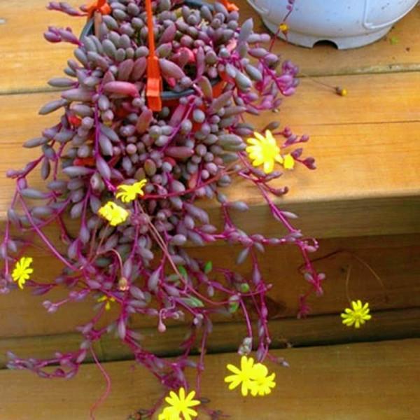 &OpenCurlyDoubleQuote;懶人&rdquo;就養這10種花，一個月不澆水也死不了，多曬少管更健壯